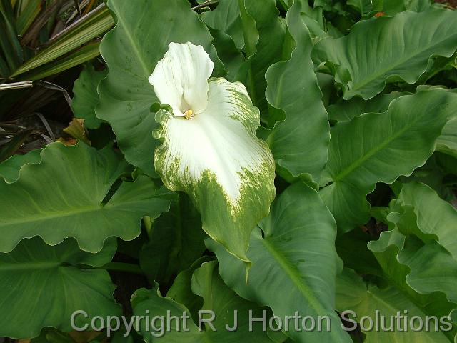 Arum Green Goddess